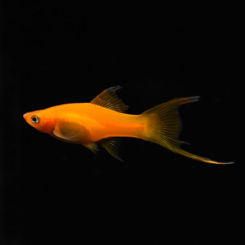 Lyra Schwertträger Rot, Xiphophorus helleri